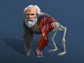 Peli Idle Evolution From Cell To Human