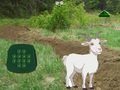 Peli Goat Find The Child