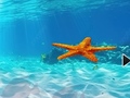 Peli Escape From Underwater Starfish