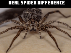 Peli Real Spider Difference