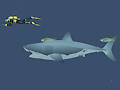 Peli Mad Shark